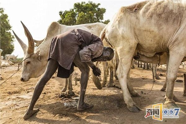 Smearing cow dung on the body and washing hair with cow urine is the life of this tribe every day.