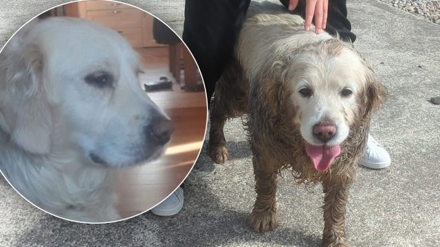 Heartwarming Reunion: Rossey the Retriever Returns After Storm Adventure